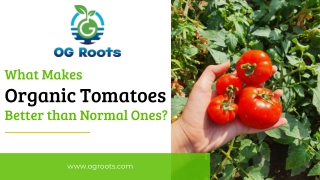 What Makes Organic Tomatoes Better than Normal Ones