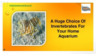 A Huge Choice Of Invertebrates For Your Home Aquarium