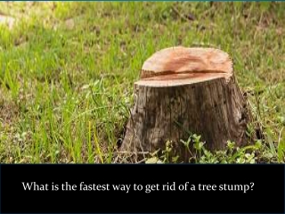 What is the fastest way to get rid of a tree stump?