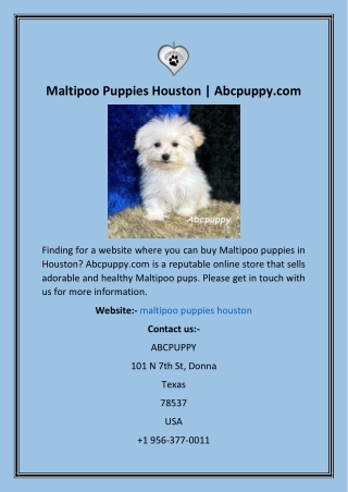 Maltipoo Puppies Houston  Abcpuppy