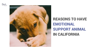 Why should You have an Emotional Support Animal in California?