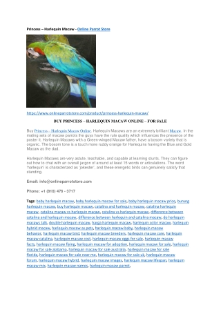 Princess – Harlequin Macaw