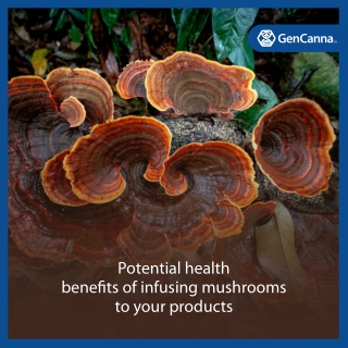 Best Mushroom Supplements 