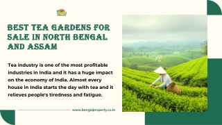 Best Tea Gardens For Sale In North Bengal and Assam