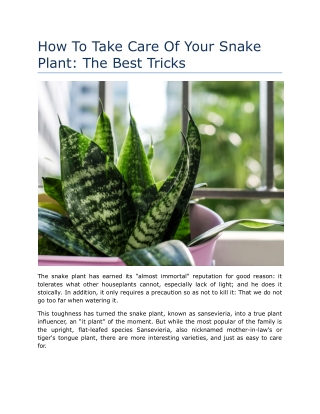 How To Take Care Of Your Snake Plant: The Best Tricks