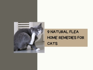 9 Natural Flea Home Remedies For Cats