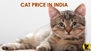 Cat price in India