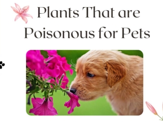 Plants that are Toxic for Pets