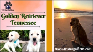 Unleash Your Happiness with Golden Retriever Tennessee!