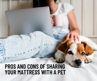 Pros and Cons of Sharing Your San Diego Mattress with a Pet