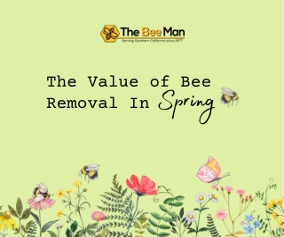 The Value of Orange County Bee Removal in Spring