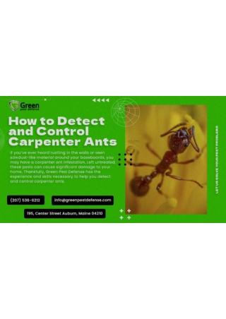 Residential Pest Control Maine - carpenter Ants