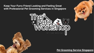 Keep Your Furry Friend Looking and Feeling Great with Professional Pet Grooming Services in Singapore