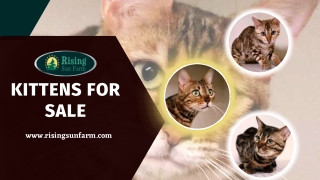 Kittens for Sale - Find Your New Furry Family Member Today!