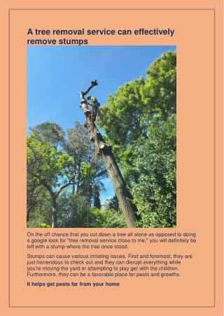 Looking for the best Tree Pruning in Bayswater