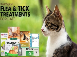 Best Topical Flea and Tick Treatments for Cats