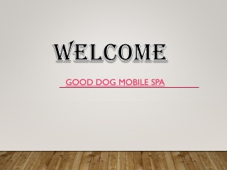 Get the Best Dog Grooming in Lake Balboa