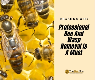 Reasons Why Professional Bee And Wasp Removal Is A Must