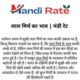 लाल मिर्च का भाव  मंडी रेट