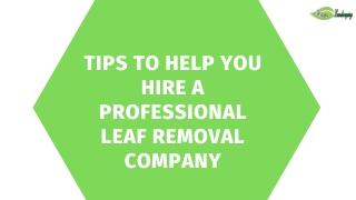 Tips to Help You Hire a Professional Leaf Removal Company