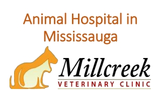 Animal Hospital in Mississauga