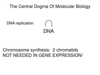 The Central Dogma Of Molecular Biology