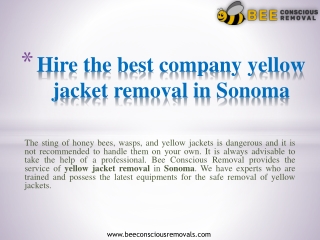 Yellow jacket removal Sonoma | Bee Conscious Removals