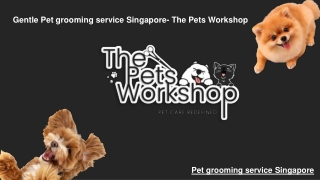 Gentle Pet grooming service Singapore- The Pets Workshop