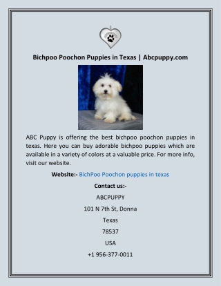 Bichpoo Poochon Puppies in Texas  Abcpuppy