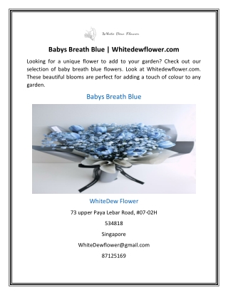 Babys Breath Blue | Whitedewflower.com