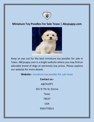 Miniature Toy Poodles For Sale Texas  Abcpuppy