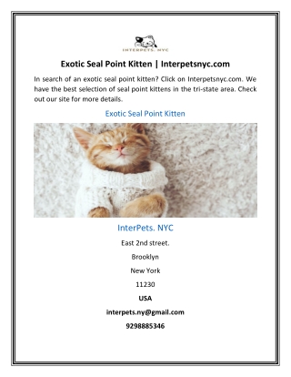 Exotic Seal Point Kitten | Interpetsnyc.com