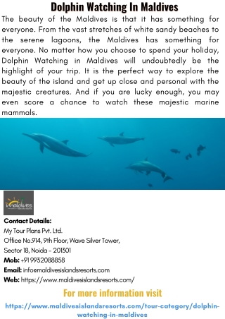 Dolphin Watching In Maldives