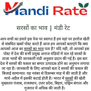 सरसों का भाव  मंडी रेट
