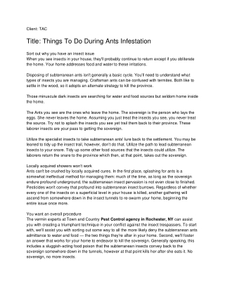 Things To Do During Ants Infestation_ TAC