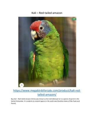 Kali – Red-tailed amazon