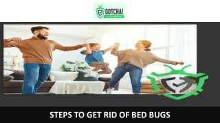 Steps to Get Rid of Bed Bugs