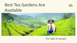 Best Tea Gardens Are Available For Sale In Assam