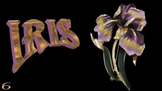 Iris, the spring jewel6