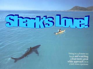 Shark's Love