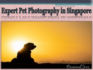 Expert Pet Photography in Singapore