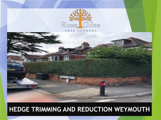 Hedge Trimming And Reduction Weymouth