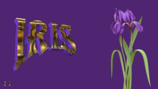 Iris, the spring jewel11