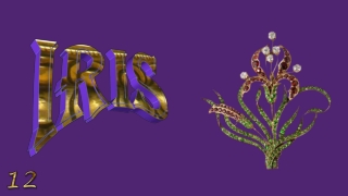 Iris, the spring jewel12