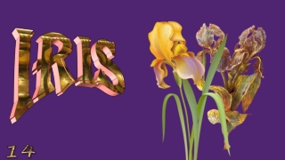 Iris, the spring jewel14