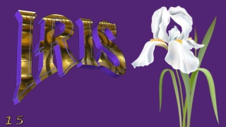 Iris, the spring jewel15