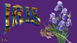 Iris, the spring jewel16