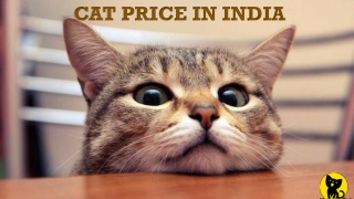 Cat price in India