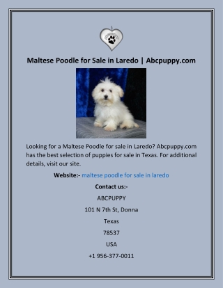 Maltese Poodle for Sale in Laredo  Abcpuppy