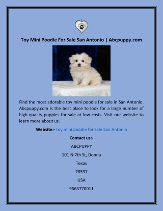 Toy Mini Poodle For Sale San Antonio  Abcpuppy